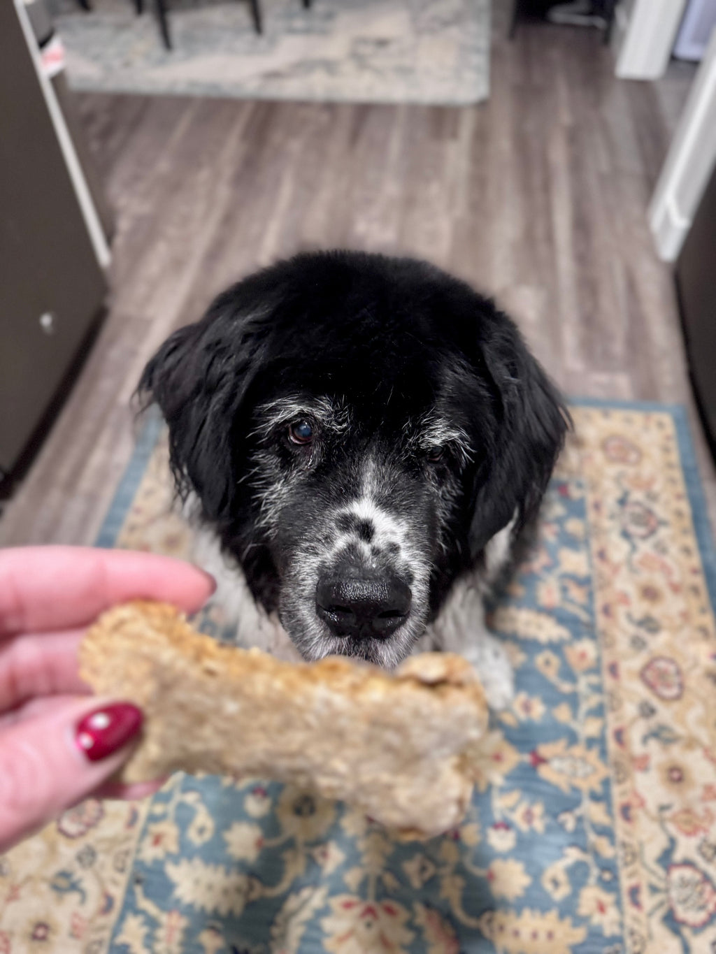 Spent Grain Dog Biscuits